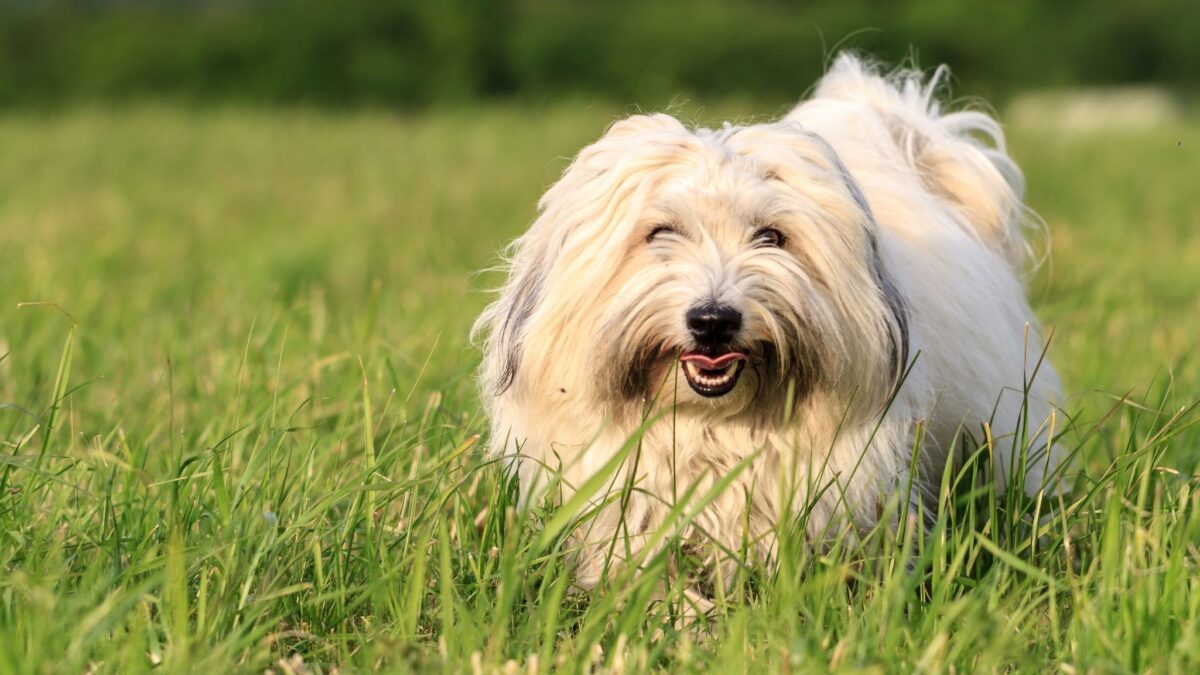 Giống chó Coton de Tulear