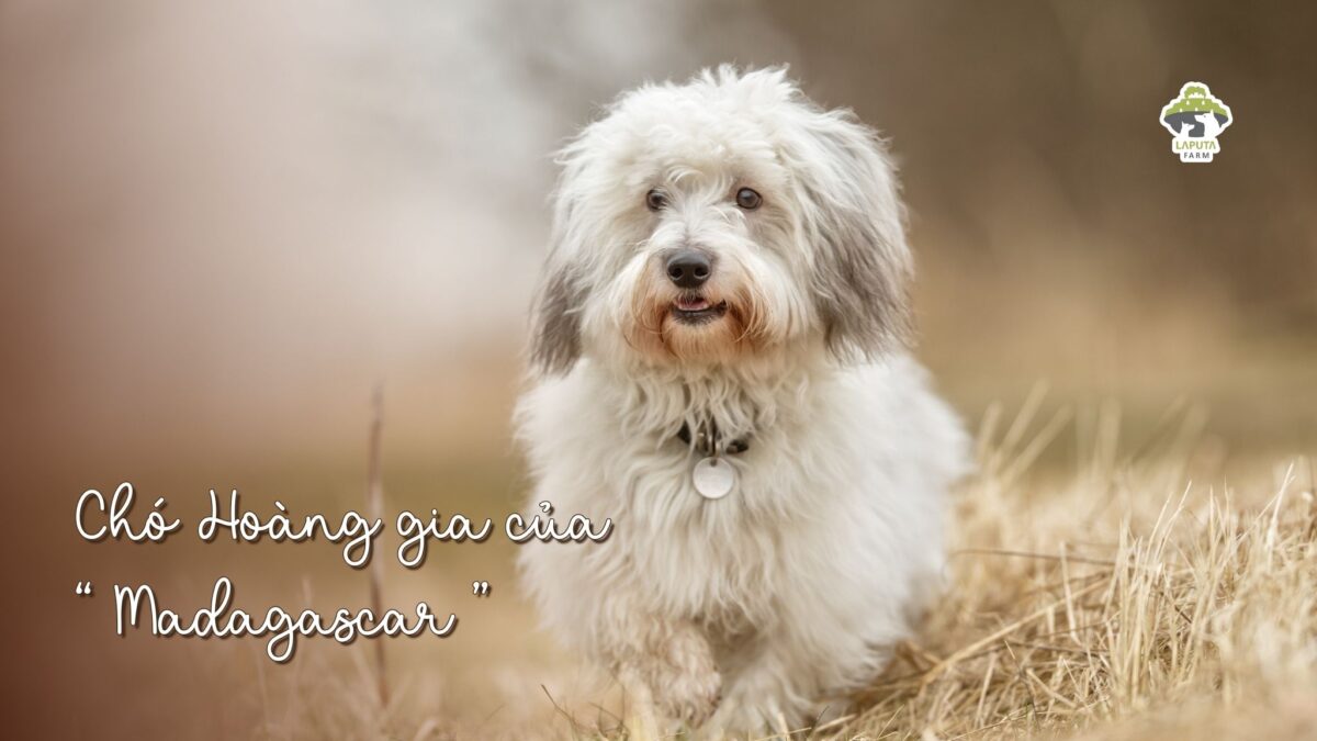 Giống chó Coton de Tulear