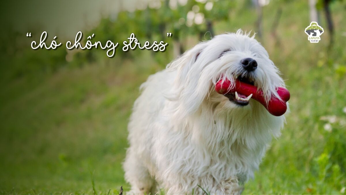 Giống chó Coton de Tulear