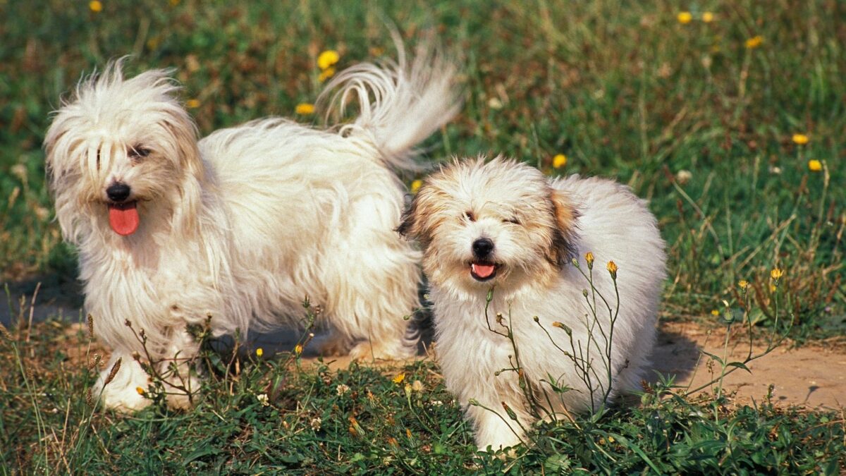 Giống chó Coton de Tulear