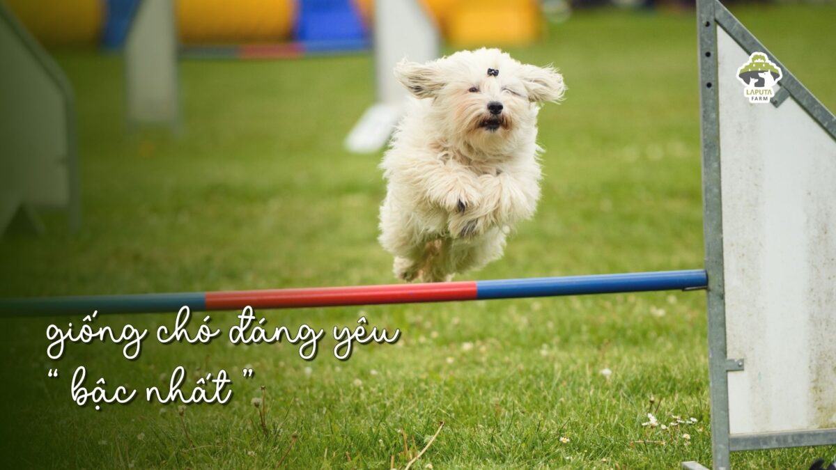 Giống chó Coton de Tulear