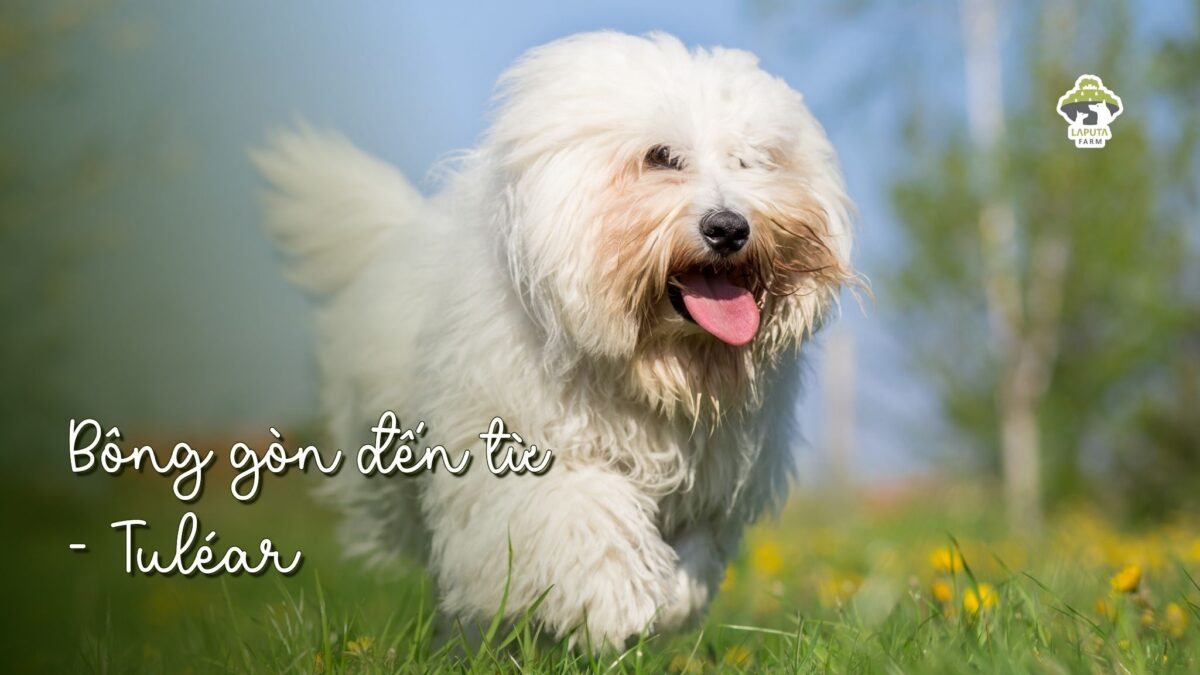 Giống chó Coton de Tulear