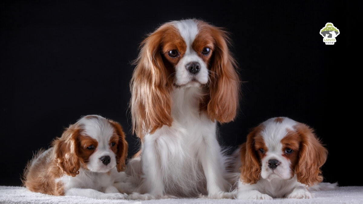 Chó Cavalier King Charles Spaniel