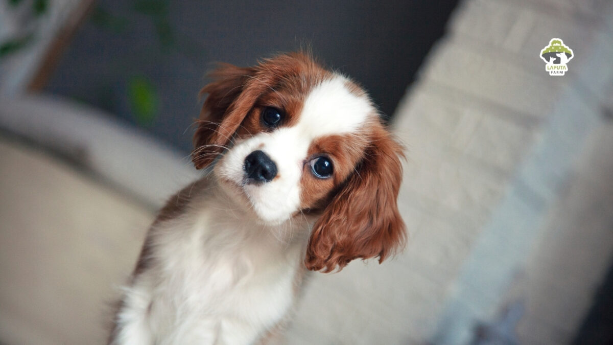 Chó Cavalier King Charles Spaniel