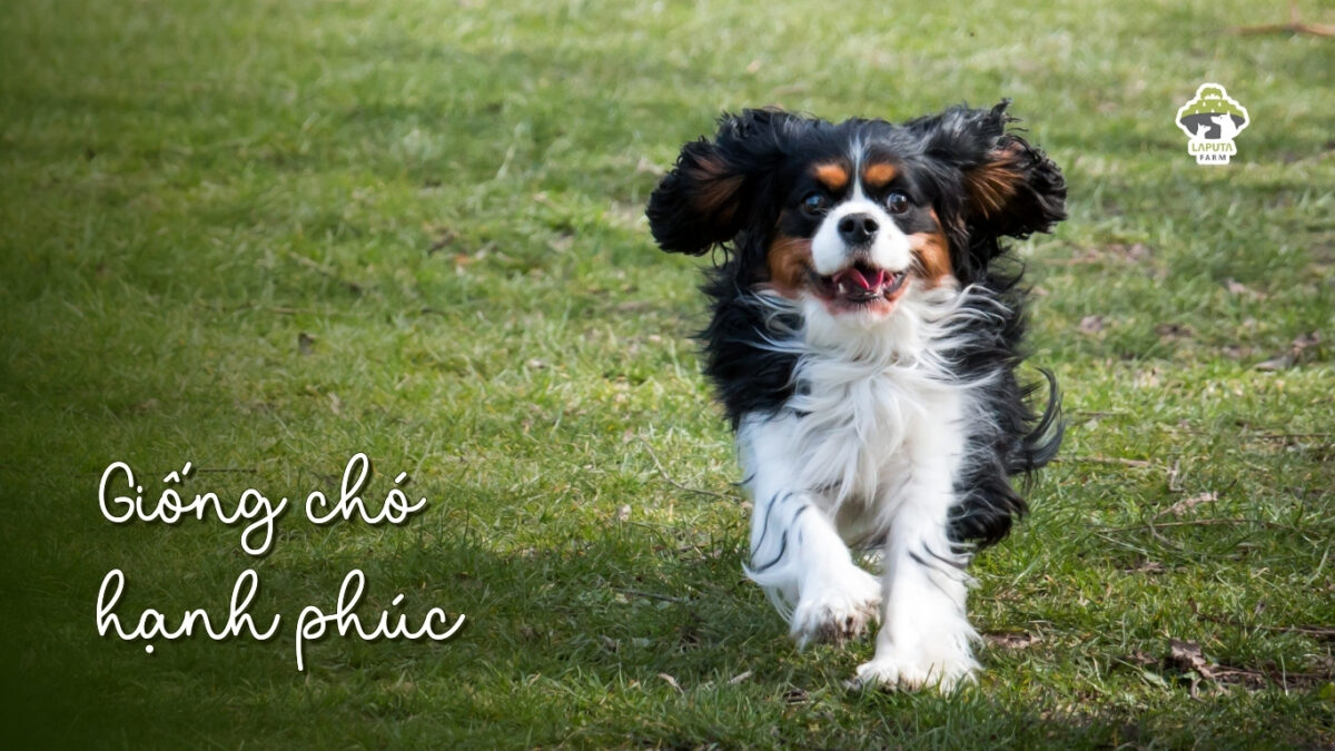 Chó Cavalier King Charles Spaniel