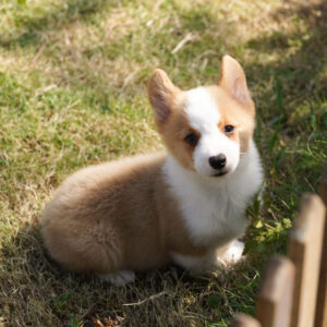 Ted