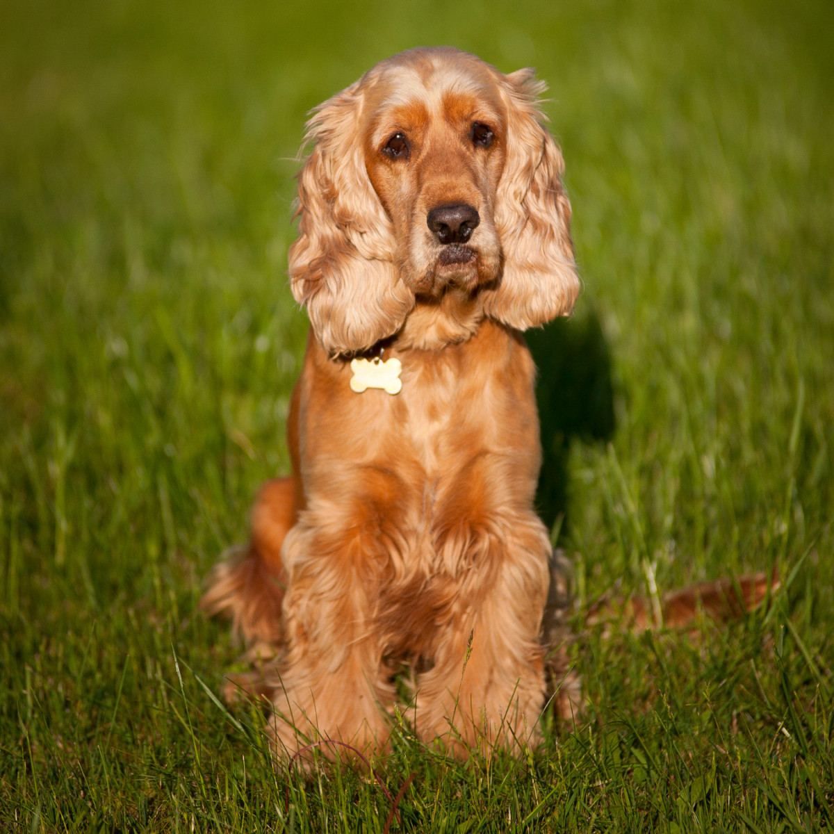 Cocker Spaniel