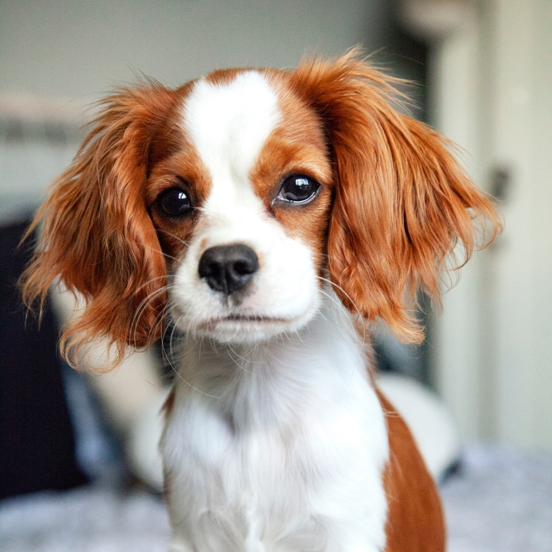Cavalier King Charles Spaniel