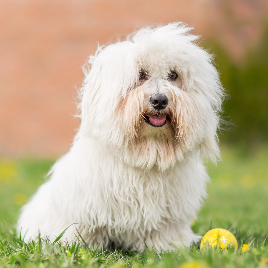 Coton de Tulear