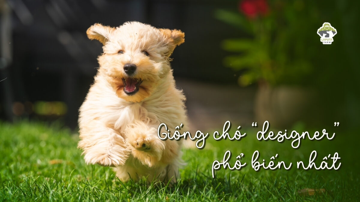 Giống chó Maltipoo
