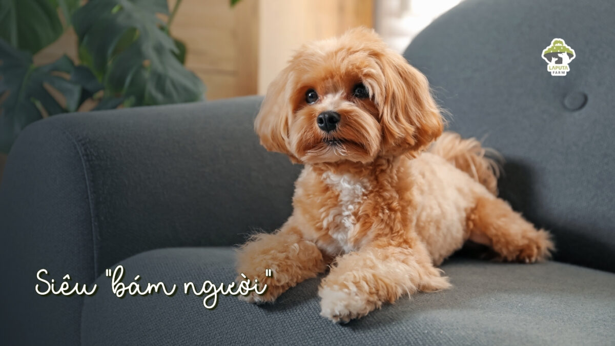Giống chó Maltipoo