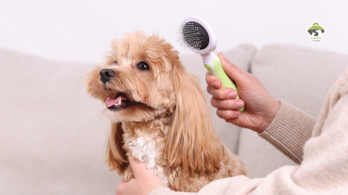 Giống chó Maltipoo