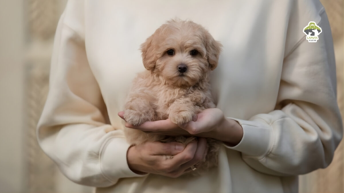 Giống chó Maltipoo