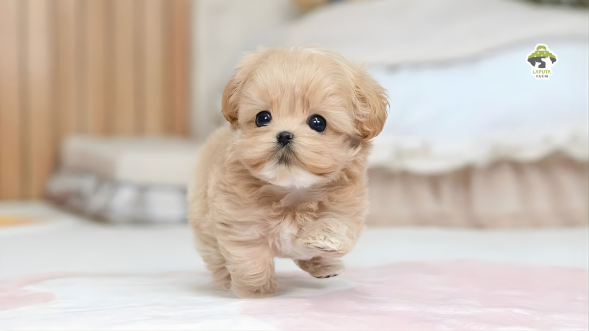 Maltipoo