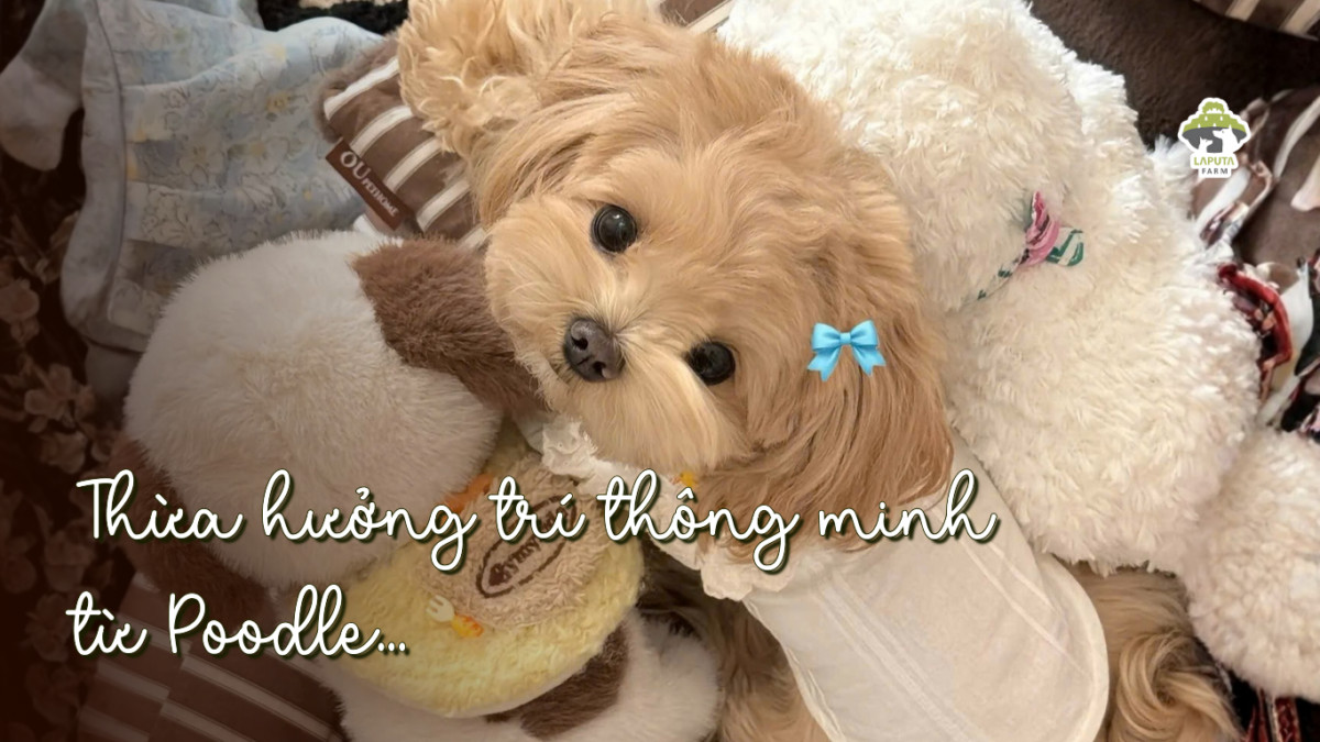 Giống chó Maltipoo