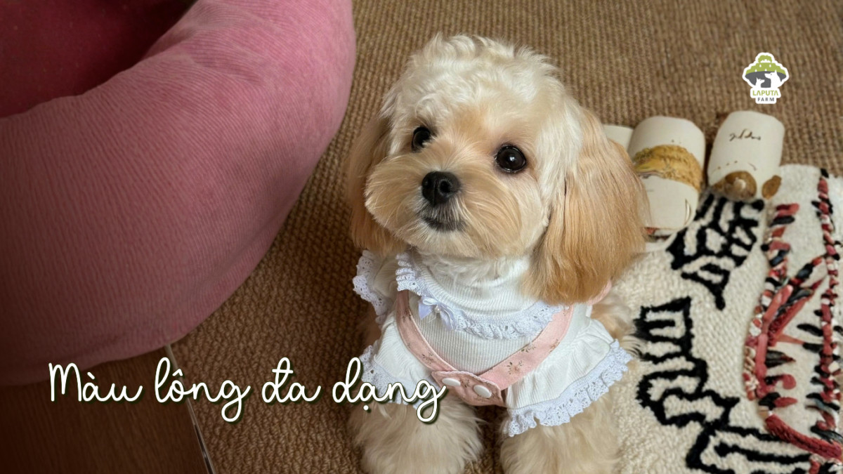 Giống chó Maltipoo
