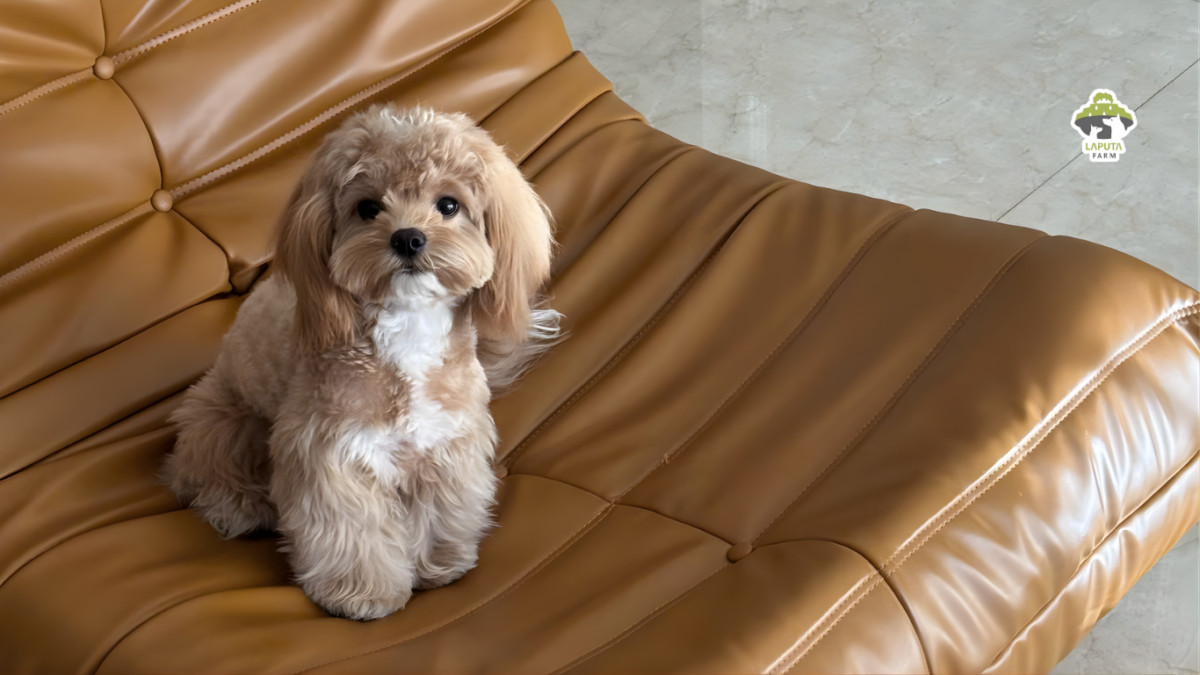 Giống chó Maltipoo