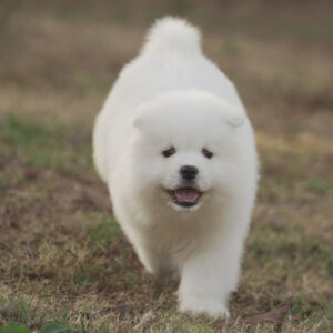 Kun