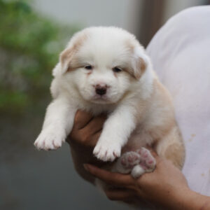 Hachi
