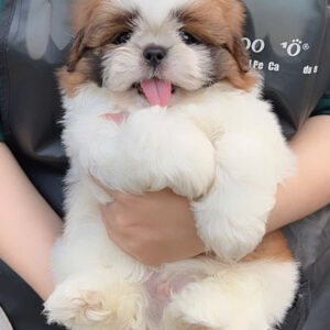 Chó Shih Tzu Avin