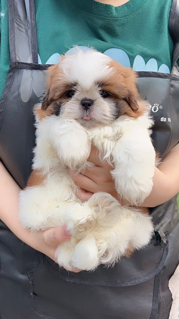 Chó Shih Tzu Avin