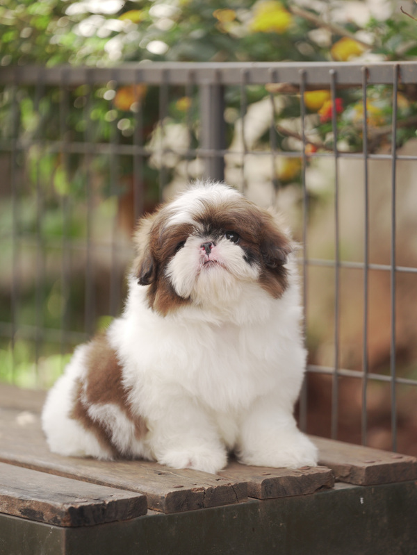 Chó Shih Tzu Arie