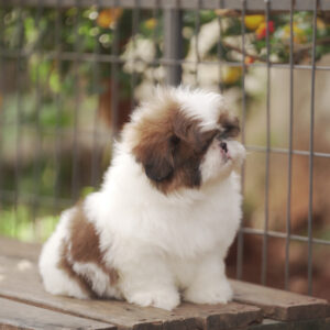 Chó Shih Tzu Arie