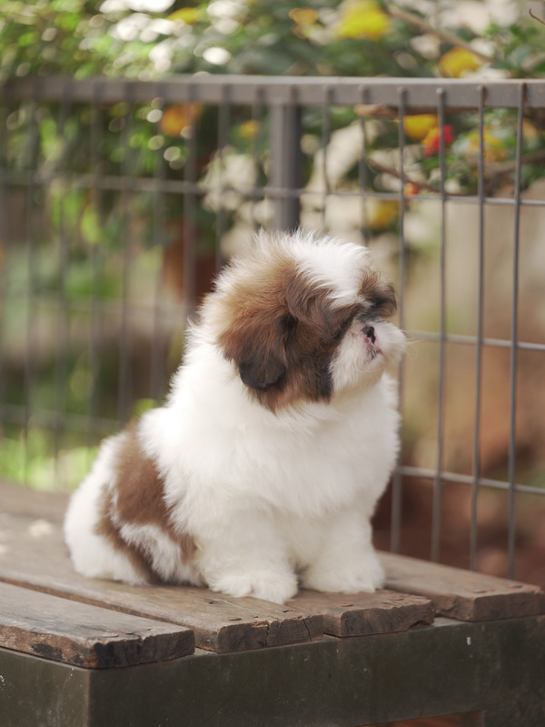 Chó Shih Tzu Arie