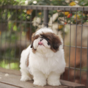 Chó Shih Tzu Arie