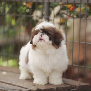 Chó Shih Tzu Arie