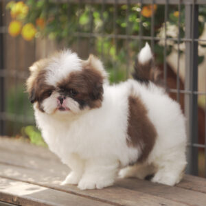 Chó Shih Tzu Arie