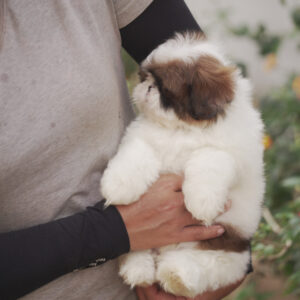Chó Shih Tzu Arie