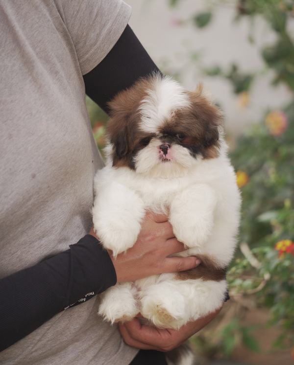 Chó Shih Tzu Arie