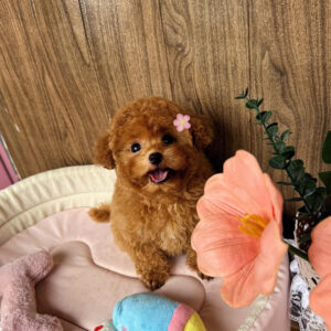 Dolly