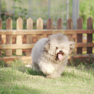 Ori