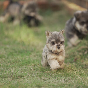 Be