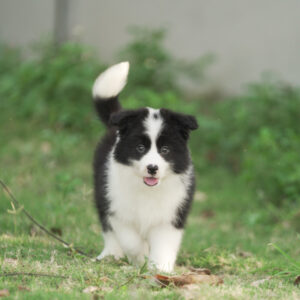 Kora