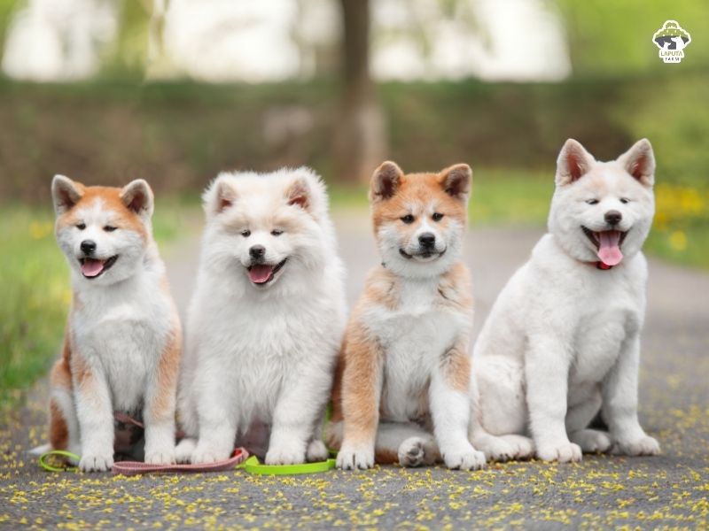 Chó Akita Inu trắng