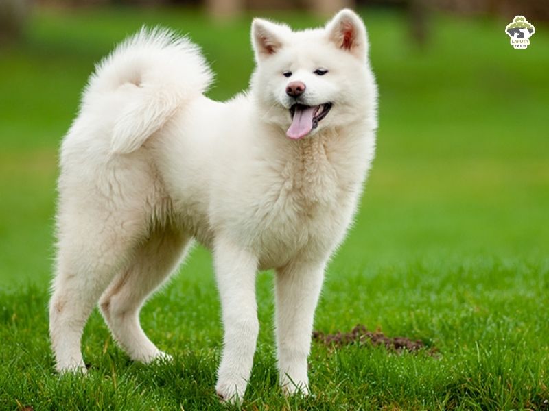 Chó Akita Inu trắng