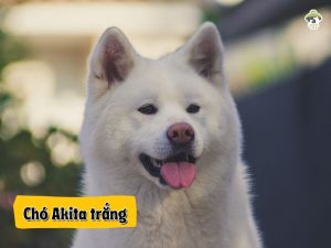 Chó Akita Inu trắng