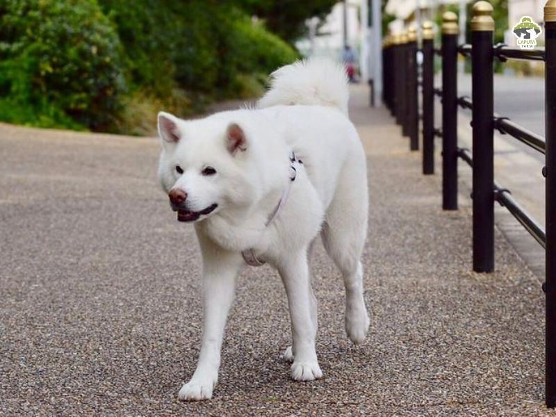 Chó Akita Inu trắng