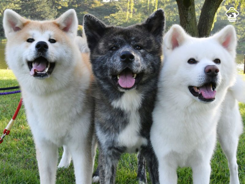 Chó Akita Inu trắng
