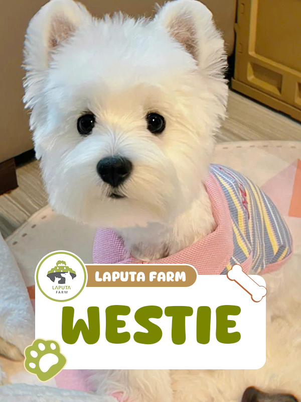 West Highland White Terrier