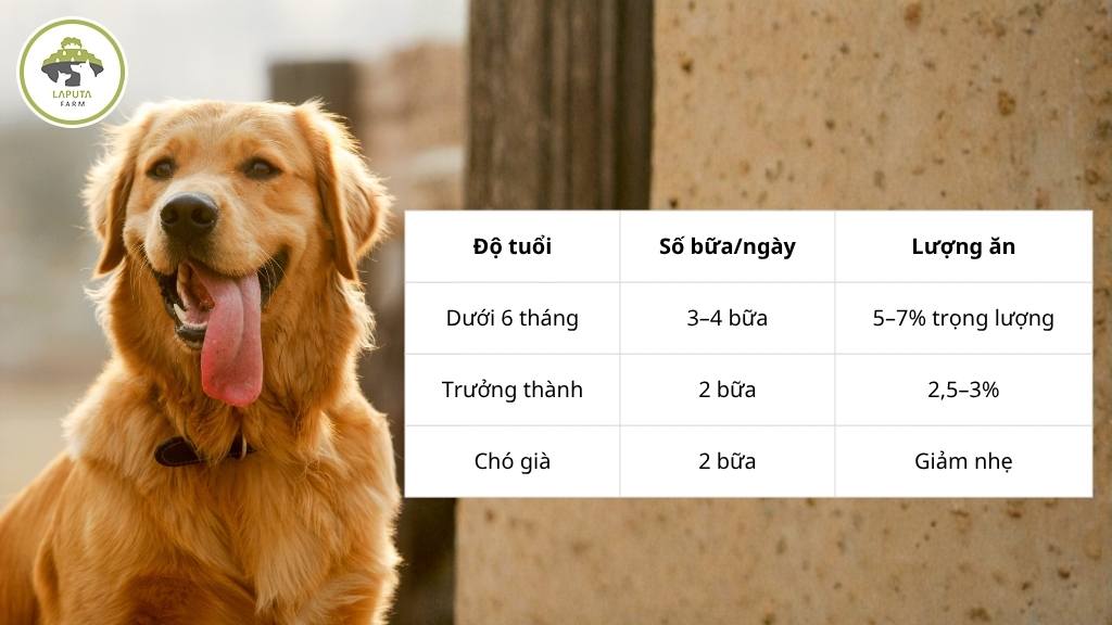 Chó Golden ăn gì tốt nhất 