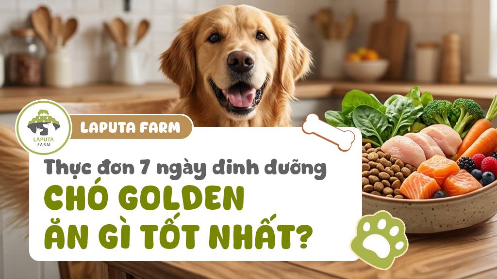 Chó Golden ăn gì tốt nhất? Thực đơn 7 ngày giúp chó khỏe đẹp