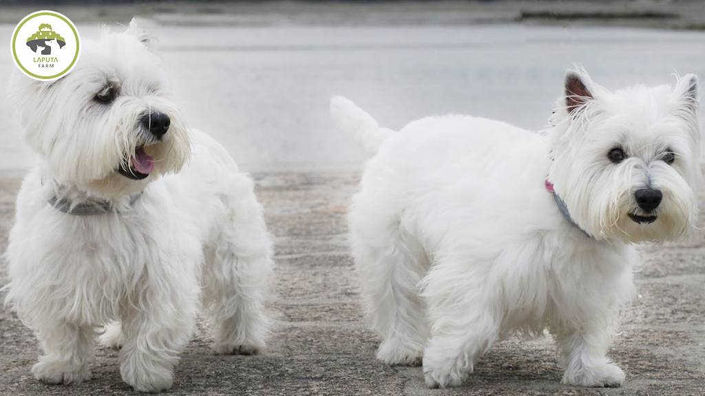 Chó Westie - West Highland White Terrier