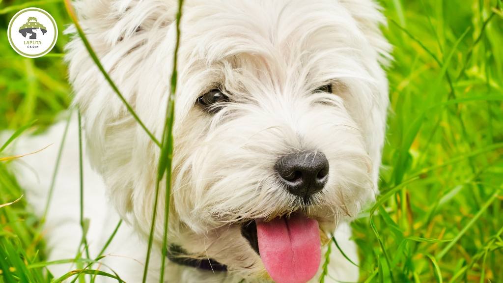 Chó Westie - West Highland White Terrier