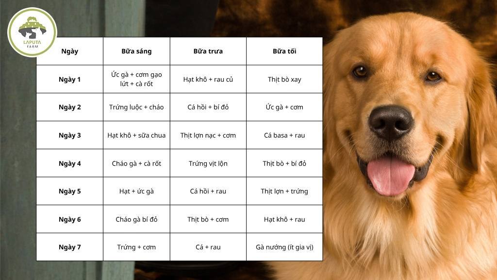 Chó Golden ăn gì tốt nhất 
