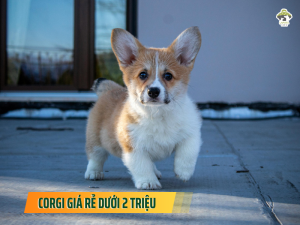 Chó Corgi giá rẻ dưới 2 triệu 1