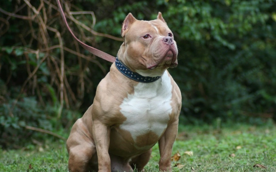 Pitbull